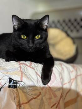 Domestic Short Hair Cats Available for Adoption in Ben Avon, Pennsylvania - ED | PetCurious