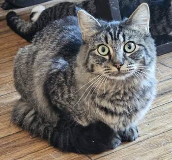 Charm -  Domestic Medium Hair Cat for Adoption in Anchorage, Alaska - Charm | PetCurious