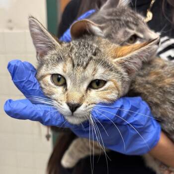Katya -  Domestic Short Hair Cat for Adoption in Pasadena, California - Katya | PetCurious