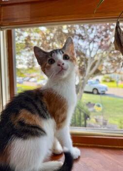 OG 2 -  Domestic Short Hair Cat for Adoption in North Babylon, New York - OG 2 | PetCurious