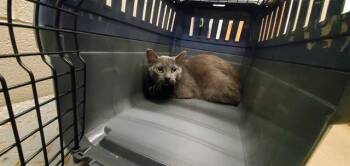 Domestic Short Hair Cats Available for Adoption in Aurora, Illinois - CABARETTE | PetCurious