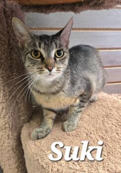 Suki -  Domestic Short Hair Cat for Adoption in Sidney, Ohio - Suki | PetCurious