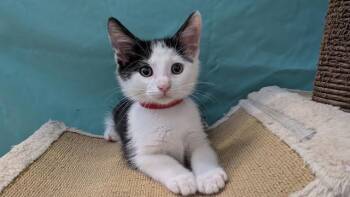 REED -  Domestic Short Hair Cat for Adoption in Tustin, California - REED | PetCurious