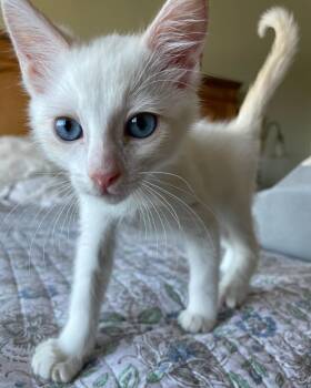 Siamese Cats Available for Adoption in San Francisco, California - Jimmy (bonded With Spencer) | PetCurious