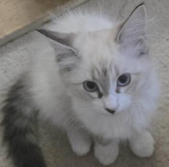 CaryH -  Snowshoe and Siamese Cat for Adoption in North Highlands, California - CaryH | PetCurious