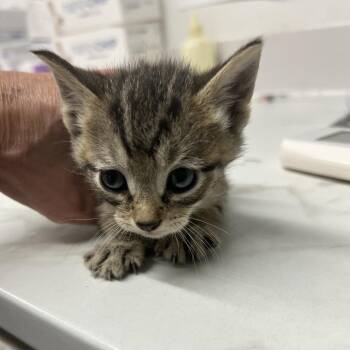 Conrad -  Domestic Medium Hair Cat for Adoption in Saint Charles, Missouri - Conrad | PetCurious