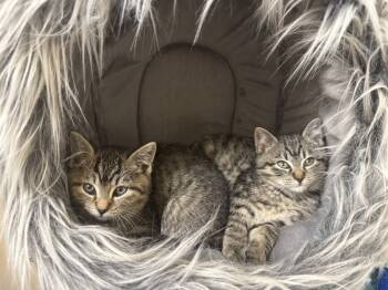 Rescue Domestic Short Hair Cats for Adoption in Spokane, Washington - Jelly Bean | PetCurious