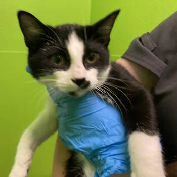 Jasper -  Domestic Short Hair Cat for Adoption in Midland, Texas - Jasper | PetCurious