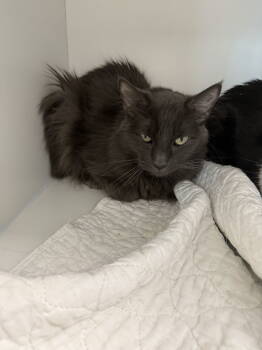 Rescue Domestic Long Hair Cats for Adoption in INDN HBR BCH, Florida - Jack Be Quick | PetCurious