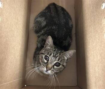 Domestic Short Hair Cats Available for Adoption in San Jose, California - A1406676 | PetCurious