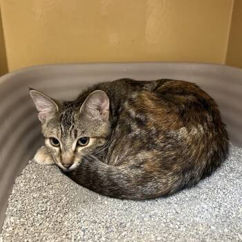 Mabel -  Domestic Short Hair Cat for Adoption in Spokane, Washington - Mabel | PetCurious