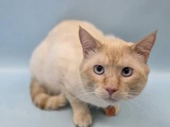 Talkay -  Siamese and Domestic Short Hair Cat for Adoption in Woodbury, Minnesota - Talkay | PetCurious