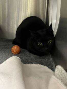 Rescue Domestic Short Hair Cats for Adoption in Cincinnati, Ohio - Dory | PetCurious