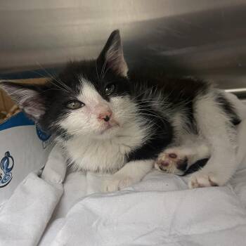 Domestic Short Hair Cats Available for Adoption in Roanoke, Virginia - Audi | PetCurious