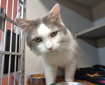 HEMINGWAY -  Domestic Medium Hair Cat for Adoption in Delhi, New York - HEMINGWAY | PetCurious