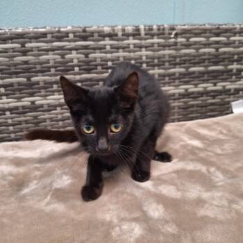Rescue Domestic Short Hair Cats for Adoption in Attica, New York - Bruce | PetCurious