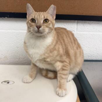 American Shorthair Cats Available for Adoption in San Antonio, Texas - Wero | PetCurious