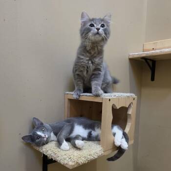 Ducky -  Domestic Short Hair Cat for Adoption in Tipton, Indiana - Ducky | PetCurious