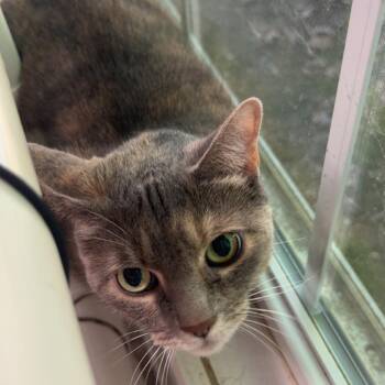 Domestic Short Hair Cats Available for Adoption in Yanceyville, North Carolina - Primrose 26-0285 | PetCurious