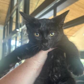 Shrek FKA Bell 3 -  Domestic Short Hair Cat for Adoption in Leander, Texas - Shrek FKA Bell 3 | PetCurious
