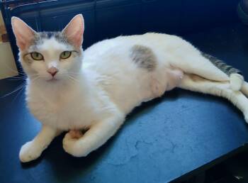 Rhea -  Domestic Short Hair Cat for Adoption in The Dalles, Oregon - Rhea | PetCurious