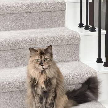 Fluffy - Foster Home -  Maine Coon Cat for Adoption in Spring, Texas - Fluffy - Foster Home | PetCurious