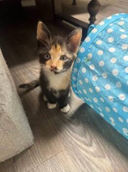 The Makeup Litter -  Calico and Domestic Short Hair Cat for Adoption in Providence Forge, Virginia - The Makeup Litter | PetCurious