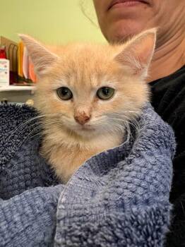 Worm -  Domestic Short Hair Cat for Adoption in Warren, Pennsylvania - Worm | PetCurious