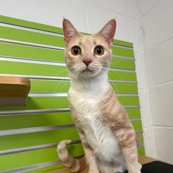 Domestic Short Hair Cats Available for Adoption in Hampton Bays, New York - Farrah | PetCurious