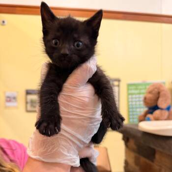 Nintendo -  Domestic Short Hair Cat for Adoption in Lynchburg, Virginia - Nintendo | PetCurious