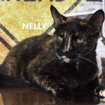 Rescue Domestic Short Hair Cats for Adoption in Kanab, Utah - Nelly | PetCurious
