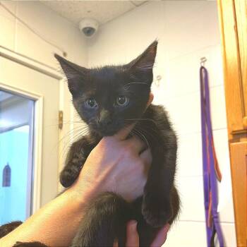 Brutus -  Domestic Short Hair Cat for Adoption in Albert Lea, Minnesota - Brutus | PetCurious