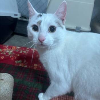 Ollie 74C26 -  Domestic Short Hair Cat for Adoption in Napoleon, Ohio - Ollie 74C26 | PetCurious