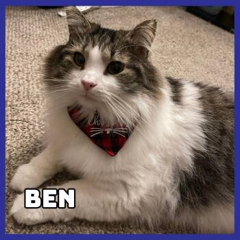 Ben -  Domestic Long Hair and Mixed Breed Cat for Adoption in Glenwood, Minnesota - Ben | PetCurious