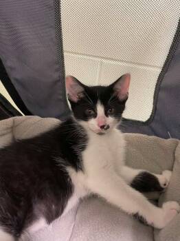 Domestic Short Hair Cats Available for Adoption in Hamilton, Ohio - Oreo | PetCurious