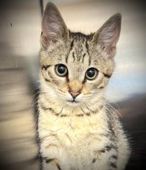 WHEATON* -  Domestic Short Hair Cat for Adoption in Santa Cruz, California - WHEATON* | PetCurious