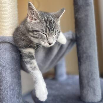 Pip -  Domestic Short Hair Cat for Adoption in St. Louis, Missouri - Pip | PetCurious