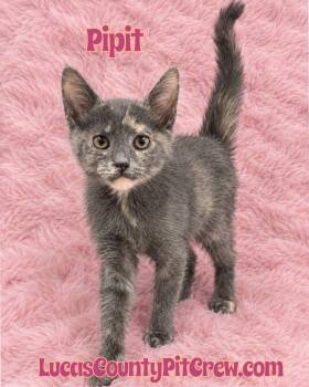 Pipit -  Domestic Short Hair and Dilute Tortoiseshell Cat for Adoption in Toledo, Ohio - Pipit | PetCurious