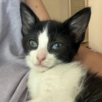 Shortbread -  Domestic Short Hair Cat Available for Adoption in San Diego, California - Shortbread | PetCurious