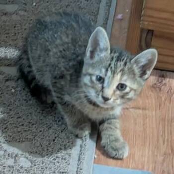 Domestic Short Hair Cats Available for Adoption in Fairway, Kansas - Rock With You | PetCurious