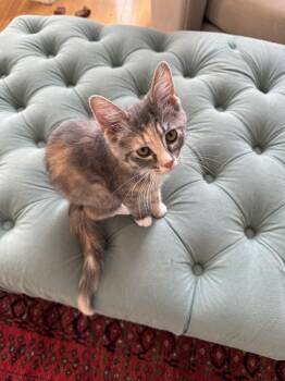 Rescue Domestic Short Hair Cats for Adoption in Chicago, Illinois - Clover Bee | PetCurious