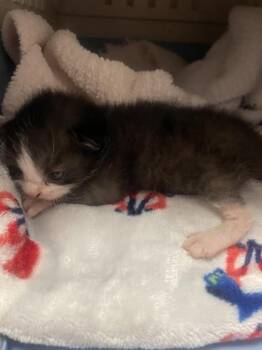 Domestic Short Hair Cats Available for Adoption in Roseville, California - Bergamot | PetCurious