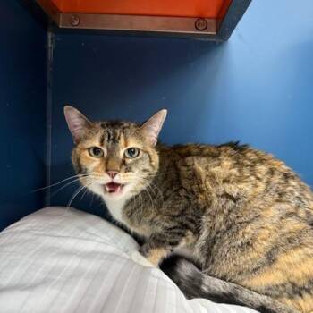 American Shorthair Cats Available for Adoption - Honey | PetCurious