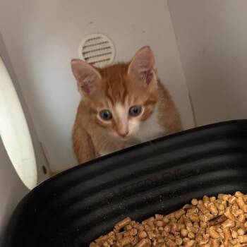 Stan -  Domestic Short Hair Cat for Adoption in Lake Jackson, Texas - Stan | PetCurious