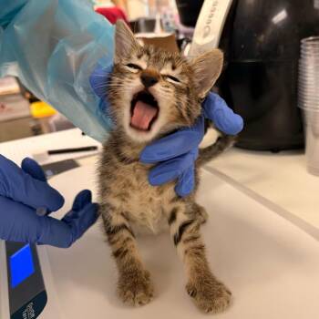Domestic Short Hair Cats Available for Adoption in Los Angeles, California - Vincent Van Gogh | PetCurious