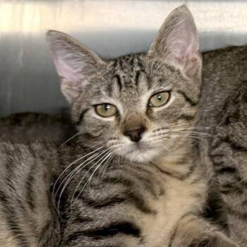 Max Headroom -  Domestic Short Hair Cat for Adoption in Austin, Texas - Max Headroom | PetCurious