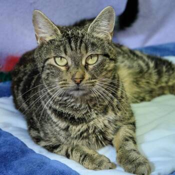 Quinn -  Domestic Short Hair Cat for Adoption in Versailles, Kentucky - Quinn | PetCurious