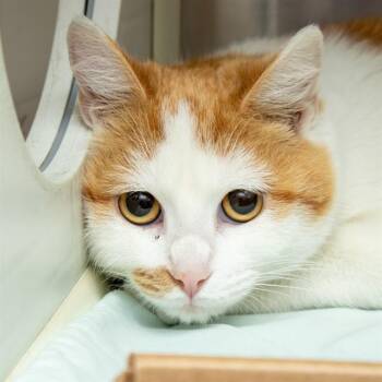 Domestic Short Hair Cats Available for Adoption - CANTERBURY | PetCurious