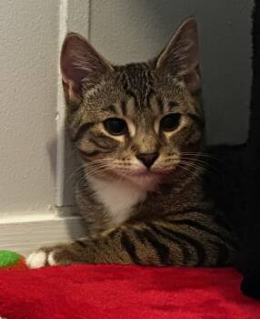 Rescue Domestic Short Hair Cats for Adoption in Kingston, New York - Oscar | PetCurious