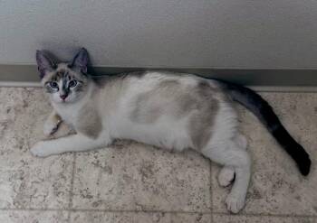 VPM-Chili -  Domestic Short Hair Cat for Adoption in Battle Ground, Washington - VPM-Chili | PetCurious